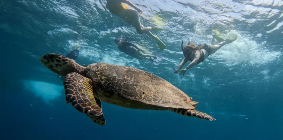 snorkling bersama penyu gili trawangan