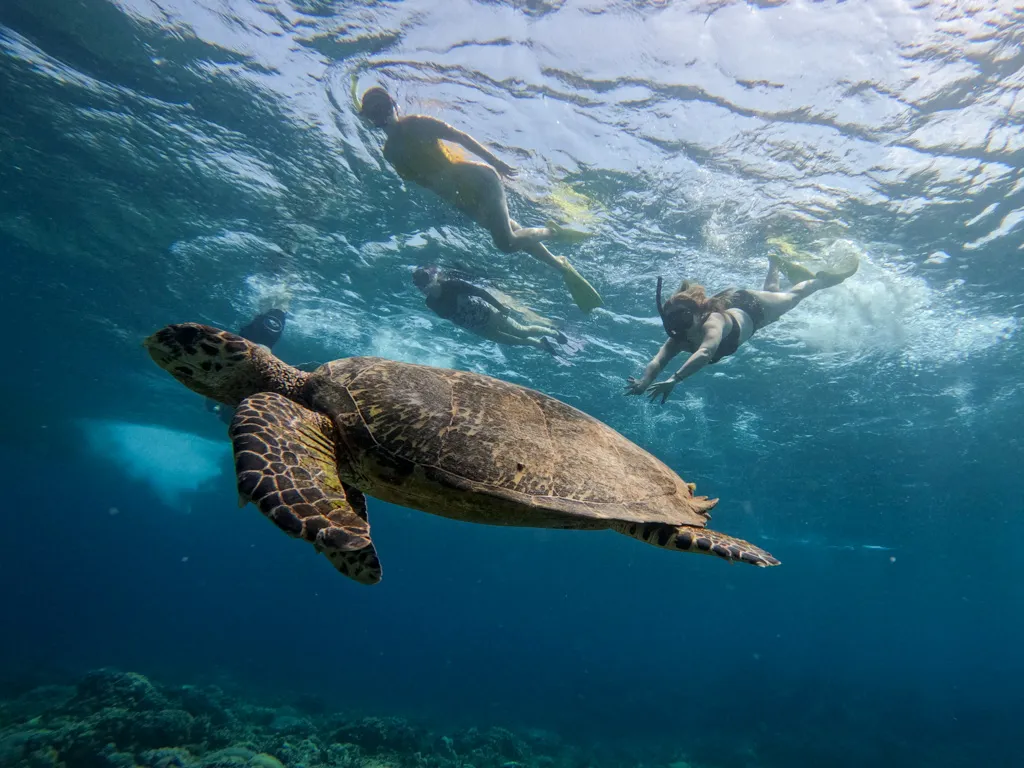 snorkling bersama penyu gili trawangan