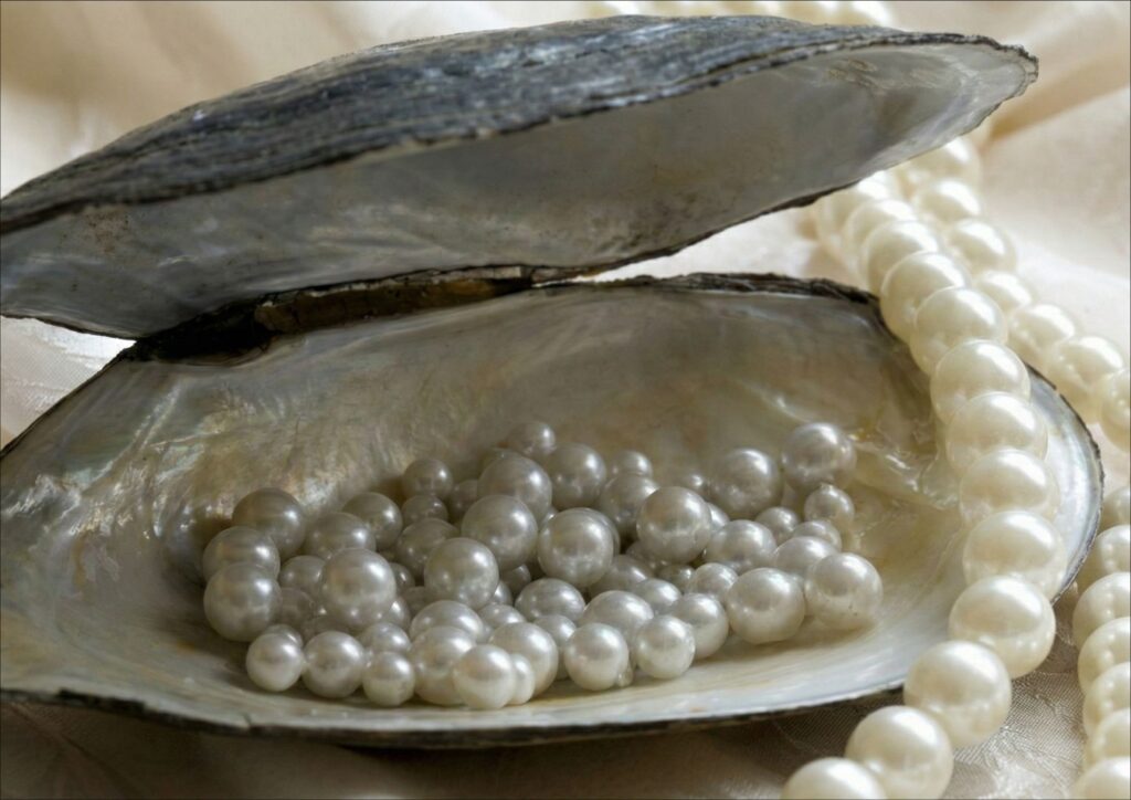 kerang mutiara khas lombok
