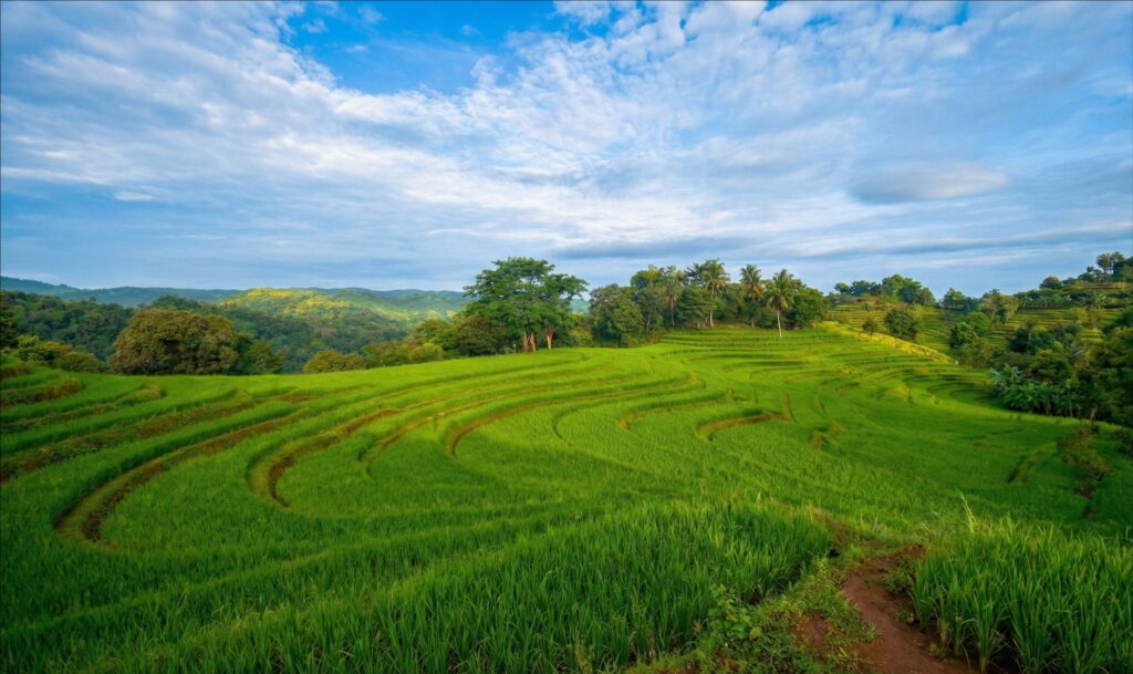 view sawah terasering Mareje