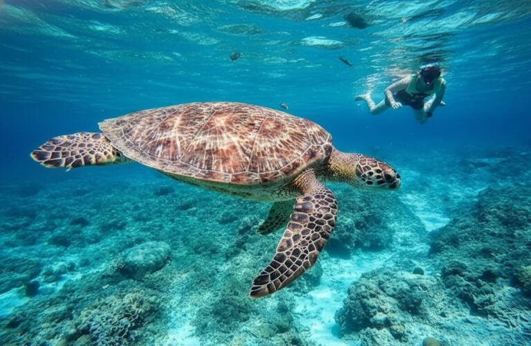 snorkeling gili trawangan